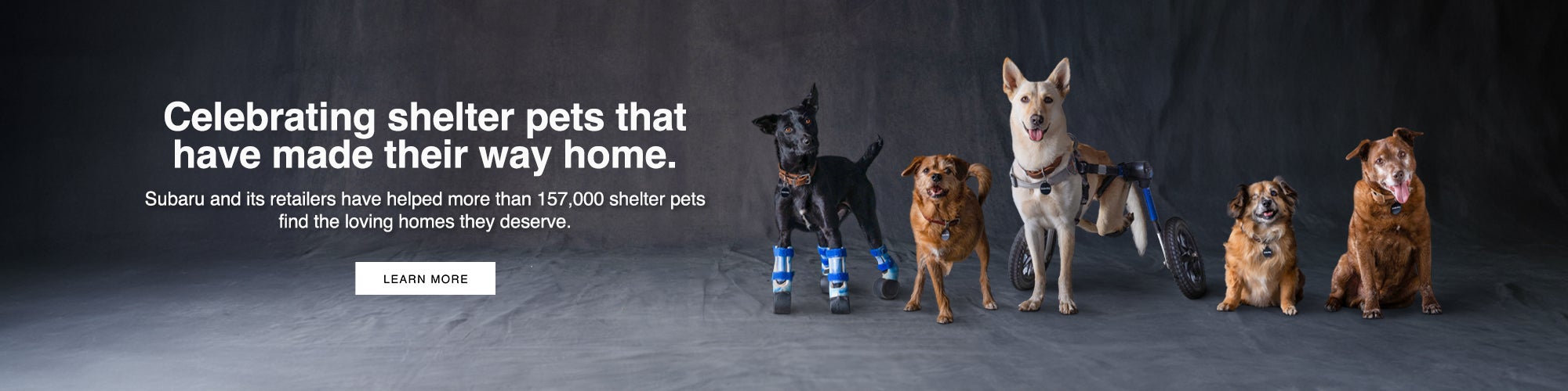 shelter pets 